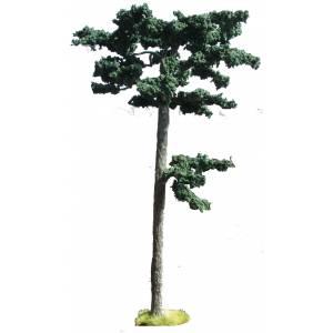 Scots Pine Tree--11" to 12"--TWO IN STOCK. #4