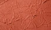 Stone Texture:  Red Oxide Paste--30 ml. bottle -- AWAITING RESTOCK! Stone Texture:  Red Oxide Paste--30 ml. bottle -- AWAITING RESTOCK! #25448