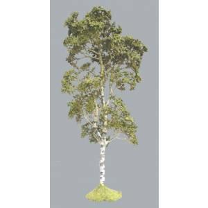 Image of Birch Tree--8" high--TWO IN STOCK.