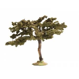 Small Accacia Tree--4.5" high--5" diameter--Pre-Order:  two to three months Small Accacia Tree--4.5" high--5" diameter--Pre-Order:  two to three months #3852