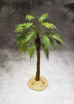 Sugar Palm (Desert)--approx. 11cm tall--ONE IN STOCK. Sugar Palm (Desert)--approx. 11cm tall--ONE IN STOCK. #44272