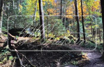 "Deep Woods" Backdrop "Deep Woods" Backdrop #44483